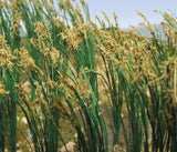 JTT 95635 REEDS PLANTS 2" 40 PIECES  NEW