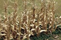 JTT 95589 Dried Corn Stalks 2" 28 pieces  NEW O Scale