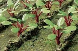 JTT 95593 RHUBARB PLANTS 5/8" 18 PCS  NEW O SCALE