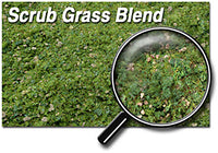 Scenic Express EX882E SCRUB GRASS BLEND- 48 OZ. ECO PAK NEW