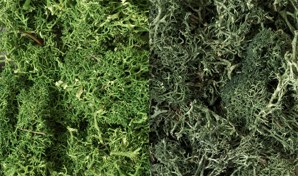 Woodland Scenics WDS L168 WDS168 Lichen - Dark Green Mix limited NEW