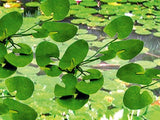 JTT 95538 Lily Pads 9 pieces 1.5"   NEW