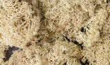 Woodland Scenics L 166 Natural Lichen
